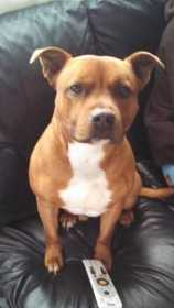 Lost Dog