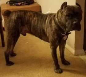 Lost Dog