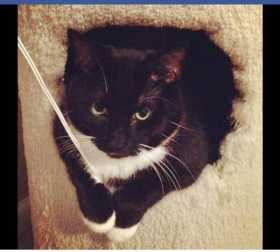 Lost Cat