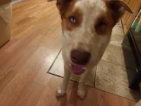 Lost Dog