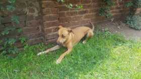 Lost Dog