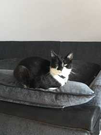 Lost Cat