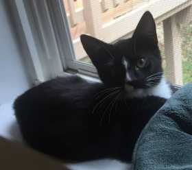 Lost Cat
