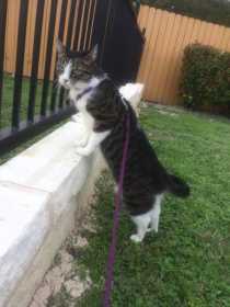 Lost Cat