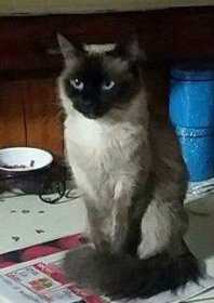 Lost Cat