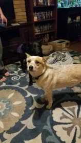 Lost Dog