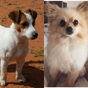 Lost Dog