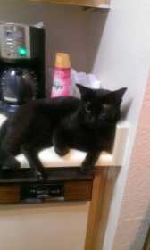 Lost Cat