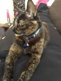 Lost Cat