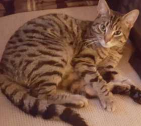 Lost Cat