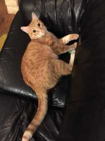 Lost Cat