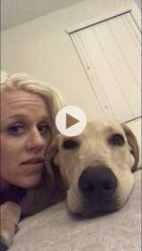 Lost Dog