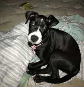 Lost Dog