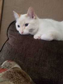 Lost Cat