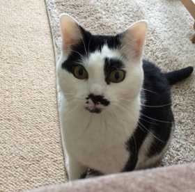 Lost Cat