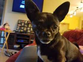 Lost Dog