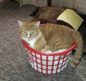 Lost Cat