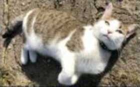Lost Cat