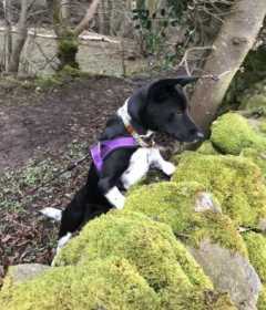 Lost Dog