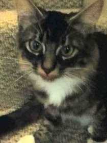 Lost Cat