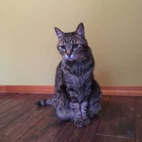 Lost Cat