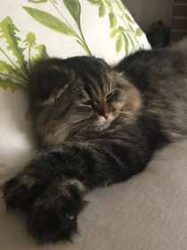 Lost Cat