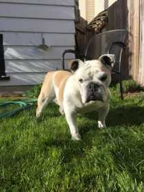 Lost Dog