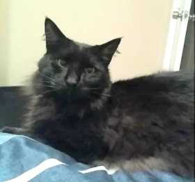 Lost Cat