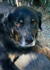 Lost Dog