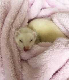 Lost Ferret