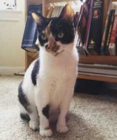 Lost Cat