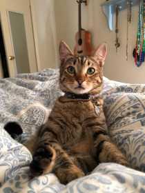 Lost Cat