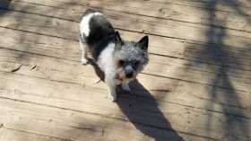 Lost Dog