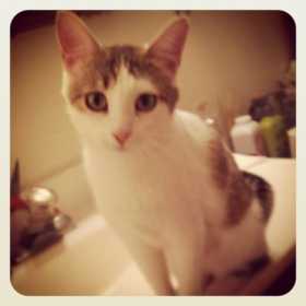 Lost Cat