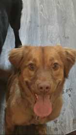 Lost Dog