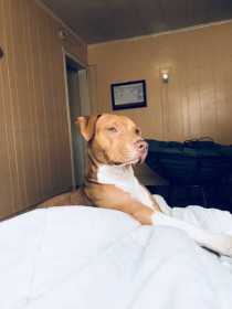 Lost Dog