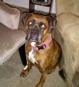Lost Dog