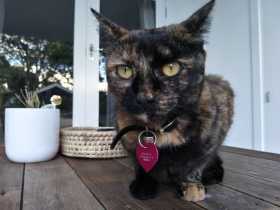 Lost Cat