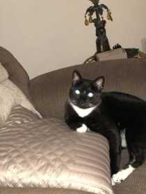 Lost Cat