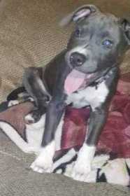 Lost Dog