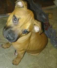 Lost Dog