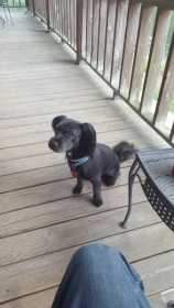 Lost Dog