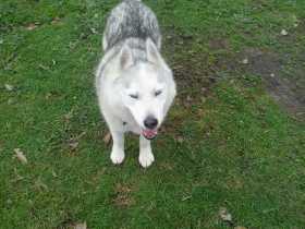 Lost Dog