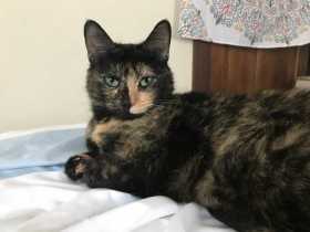 Lost Cat