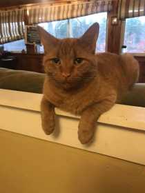 Lost Cat
