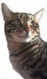 Lost Cat