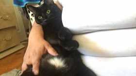 Lost Cat