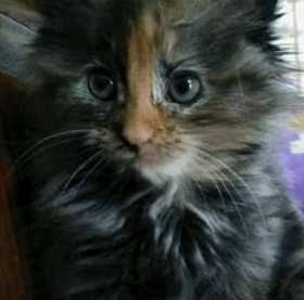 Lost Cat