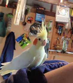 Lost Cockatiel