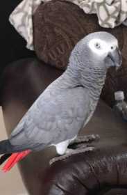 Lost African Grey